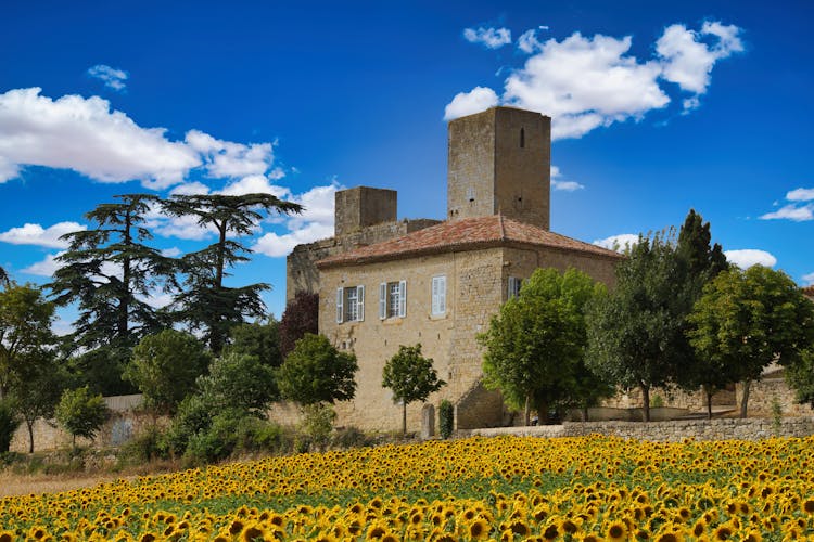 Field Of Sunflowers By The Castle Of Sainte-Mere France