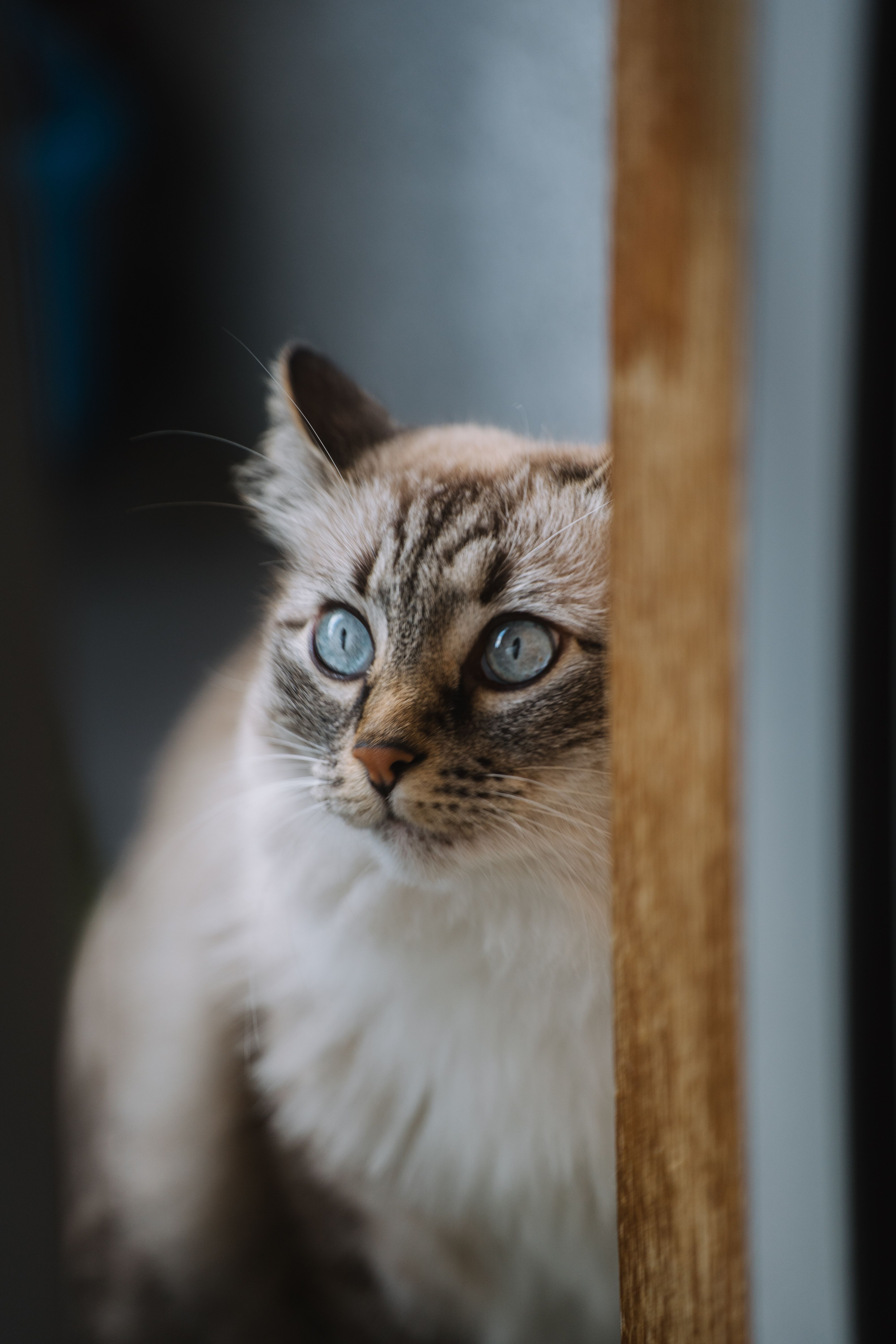 Staring Cat with Blue Eyes · Free Stock Photo