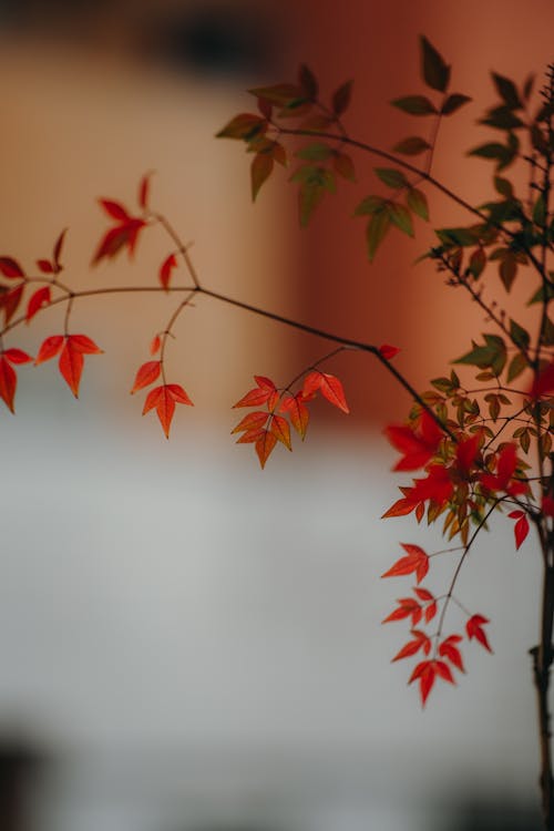 Close-up of Branches with Red Autumnal Leaves 