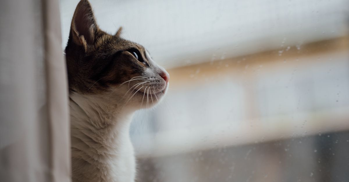 Um encantador close-up de um gato olhando pensativo para fora de uma janela salpicada pela chuva dentro de casa.