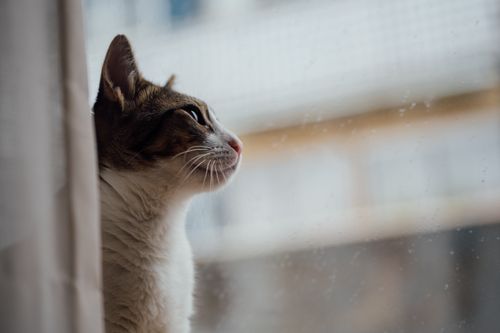Free A charming close-up of a cat staring thoughtfully out of a rain-spattered window indoors. Stock Photo