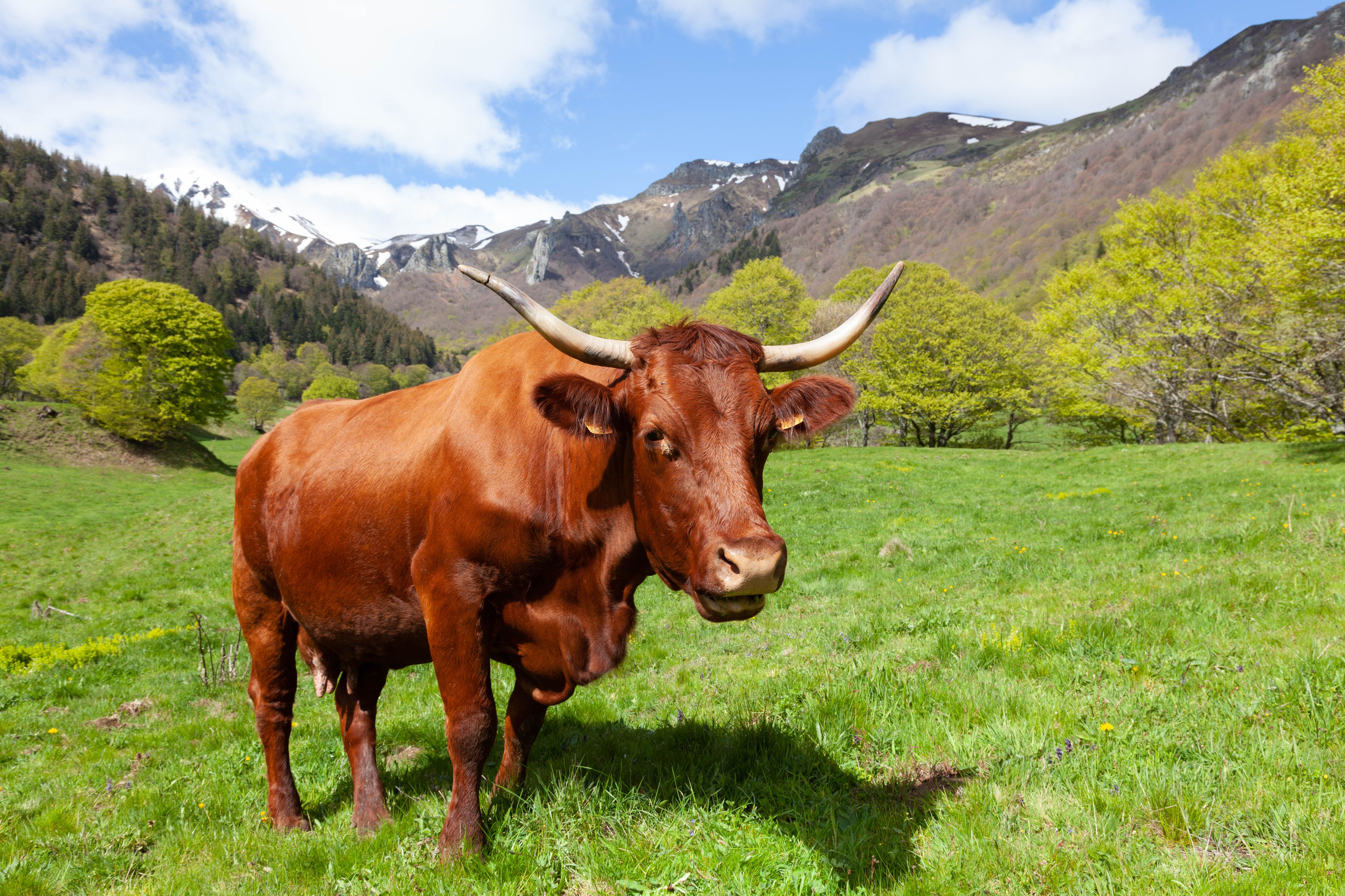 Brown Cow on Green Grass in a Mountain Landscape · Free Stock Photo