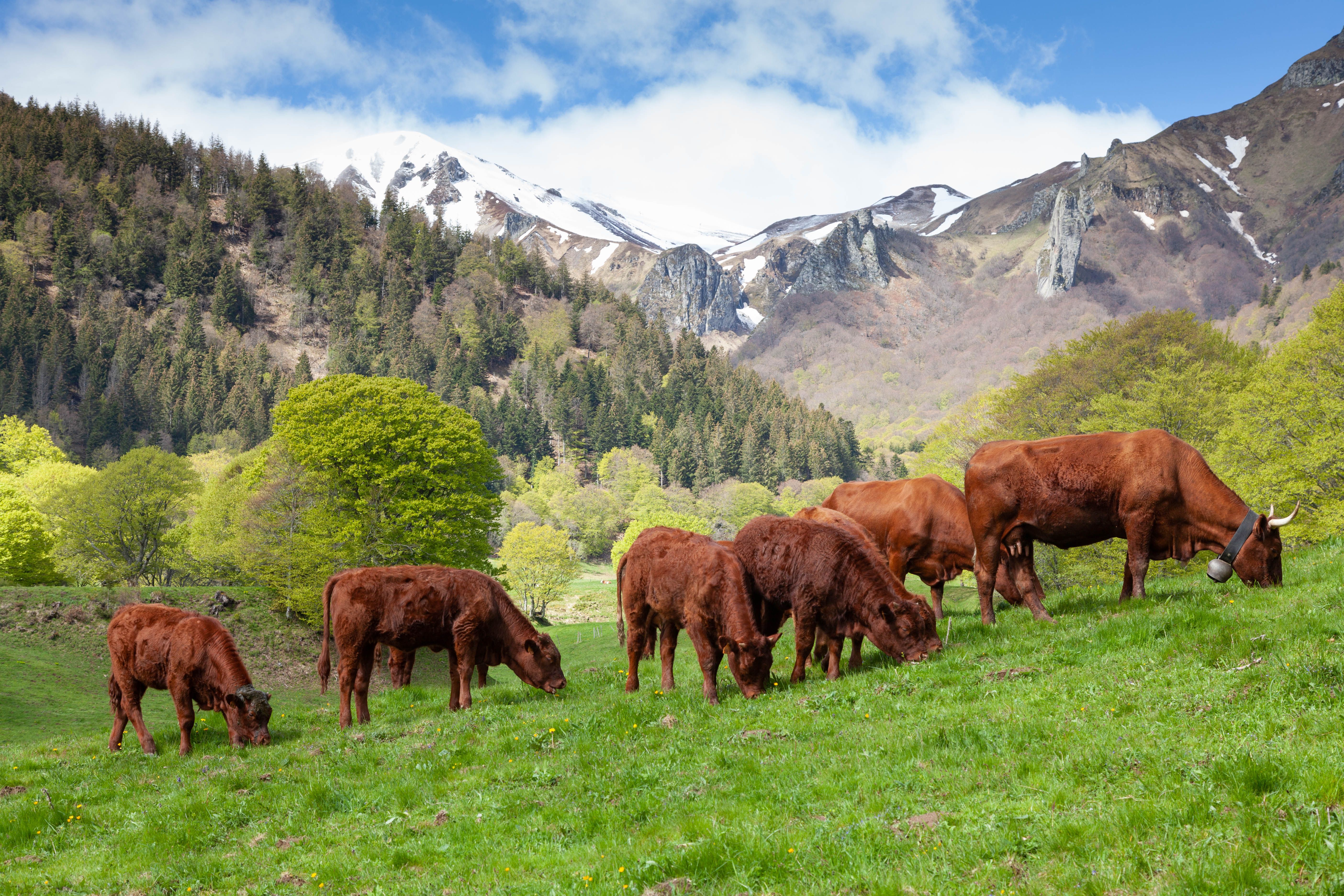 Cattle on Pasture in Mountains · Free Stock Photo