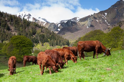 Brown Cows Grazing in Green Pasture