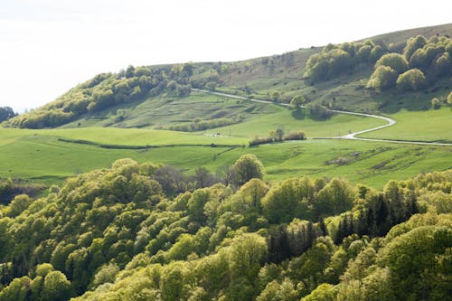 Landscape with Green Fields and Trees