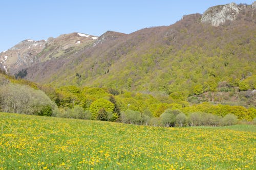 Landscape with Dandelion Field in Mountains