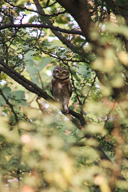 A spotted owlet perched on a branch amidst dense foliage in a Pakistani forest, captured with selective focus.