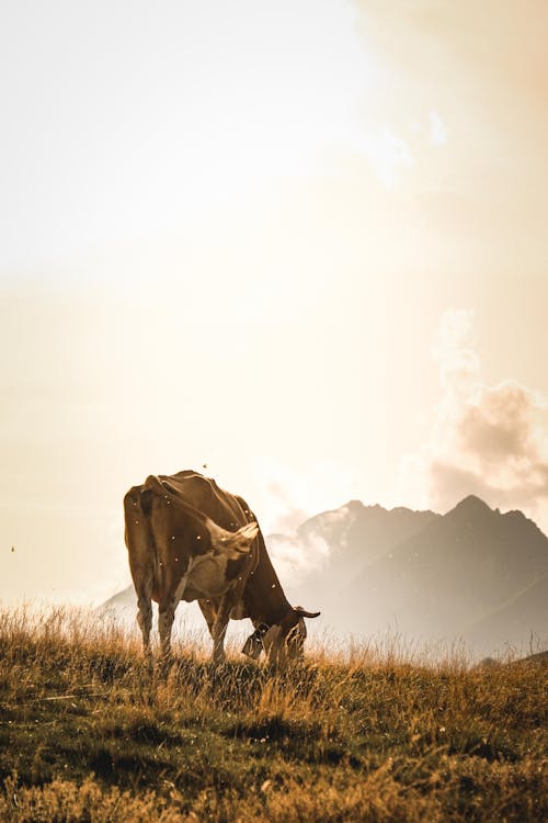 Δωρεάν στοκ φωτογραφιών με αγελάδα, αγροτικός, αυγή