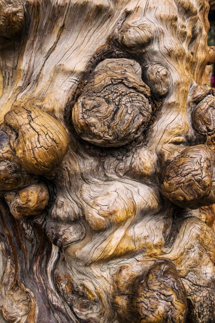 Detailed texture of a knotted tree bark emphasizing natural patterns and organic formations.