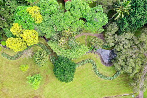 Top View Photo of Trees and Plants