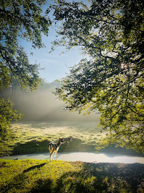 Deer in a Meadow Surrounded by Trees