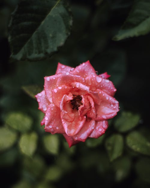 Closeup of a Pink Rose with Dew on Petals