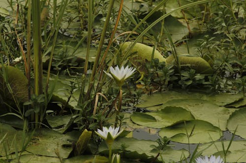 White Water Lily Flowers Blooming in a Pond