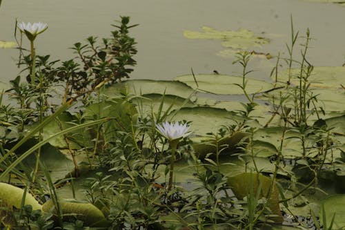 White Water Lily Flowers Blooming at a Lake Shore