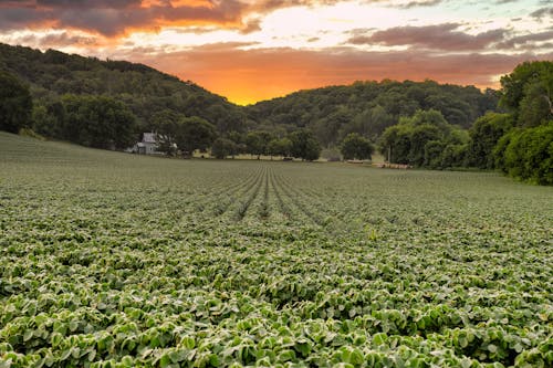 Fotos de stock gratuitas de bosque, campo, casa