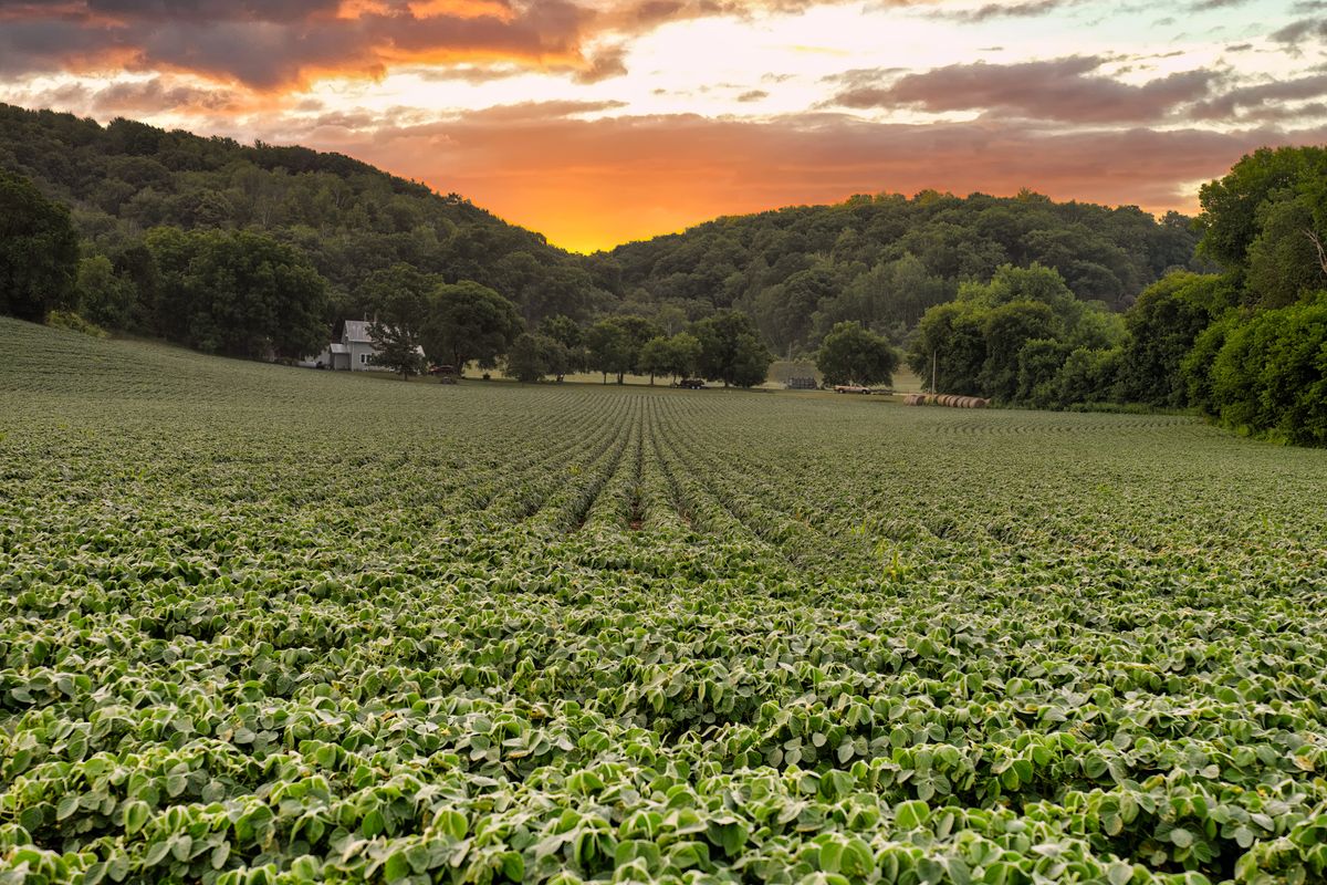 Lavoura de soja verde sob céu aberto, representando soluções agro