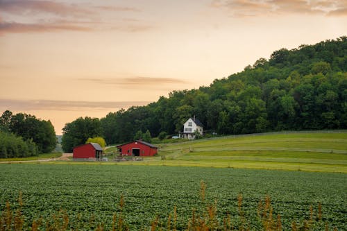 A House and Barns on the Field in the Countryside 