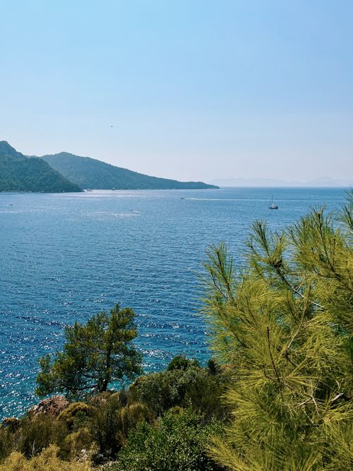 Free Tranquil ocean view featuring pine trees and a distant sailboat under a blue sky. Stock Photo