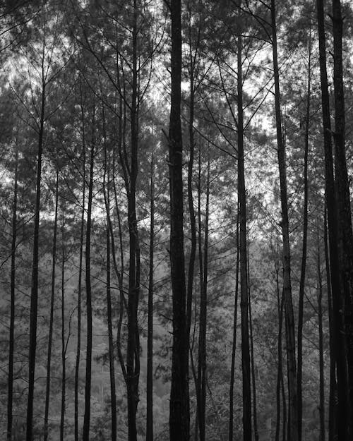 Foto stok gratis alam, b amp w wilderness, bare branches