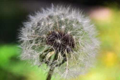 Fotografía De Primer Plano De Diente De León