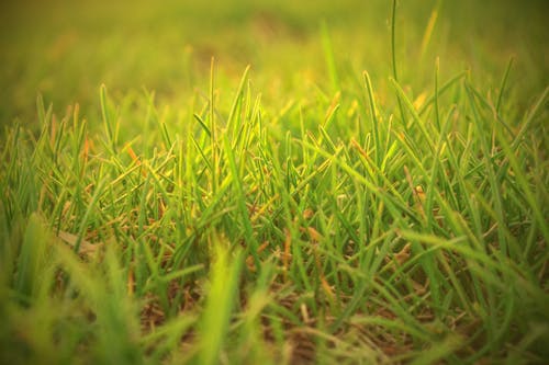 Lapangan Rumput Hijau