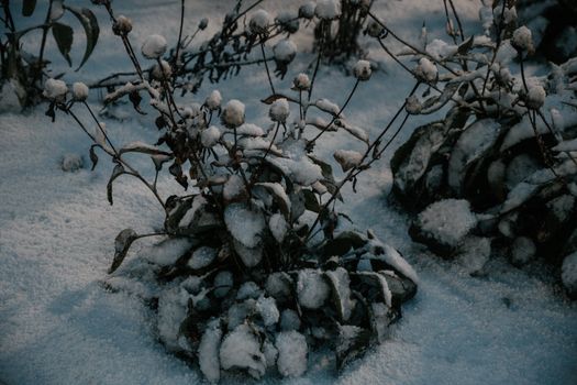 Withered plants covered in snow during winter in Wisconsin create a serene scene.