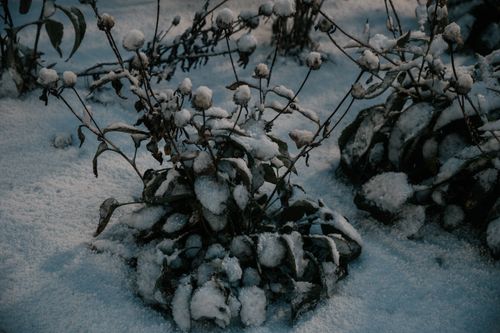 Free Withered plants covered in snow during winter in Wisconsin create a serene scene. Stock Photo