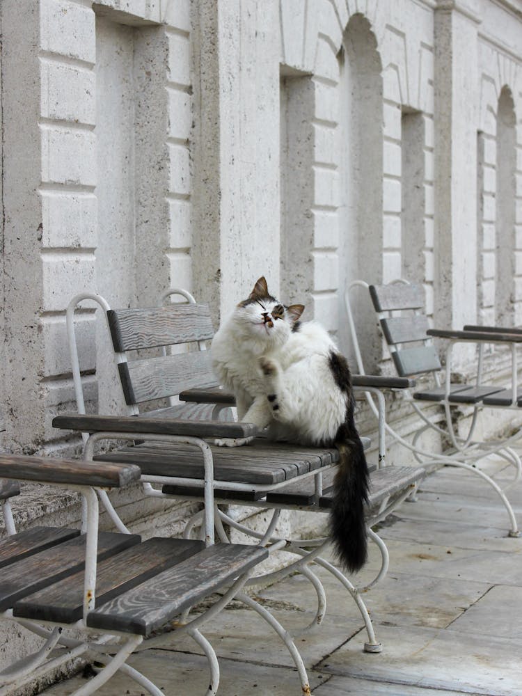 White And Black Cat Sitting On A Street Cafe Table