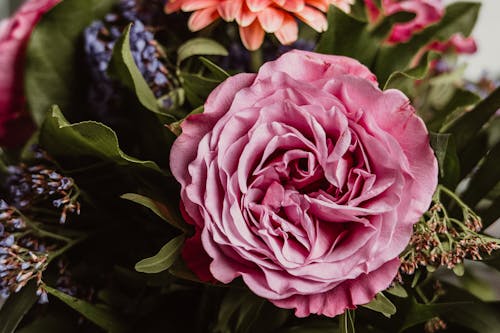 Gratis stockfoto met arrangement, bloemen, boeket