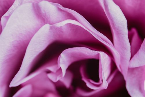 Free Intimate close-up photo of delicate pink rose petals with soft textures. Stock Photo