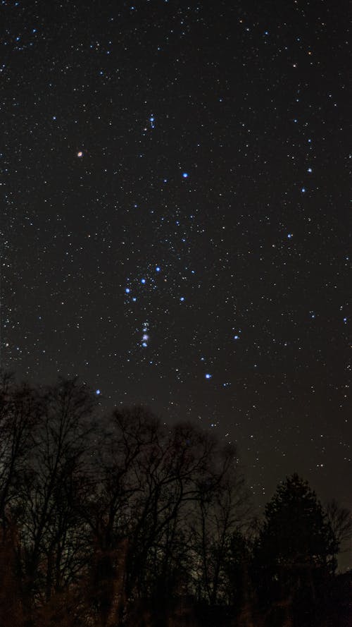 나무, 밤, 별의 무료 스톡 사진