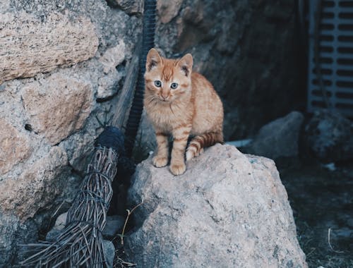 Ginger Kitten Sitting on a Stone
