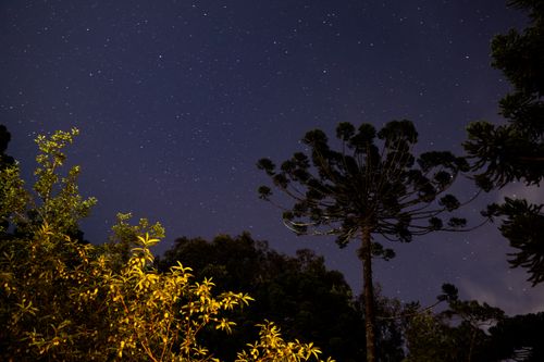 Free A serene view of a starry night sky with forest silhouettes, capturing natural tranquility. Stock Photo