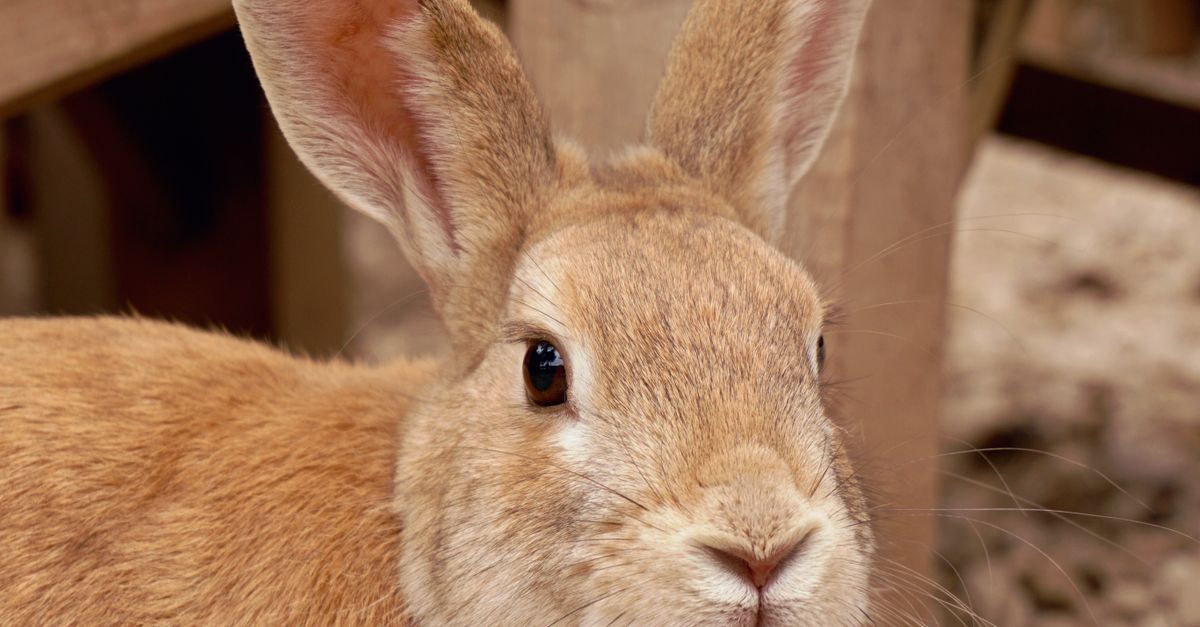 Closeup of Red Rabbit · Free Stock Photo