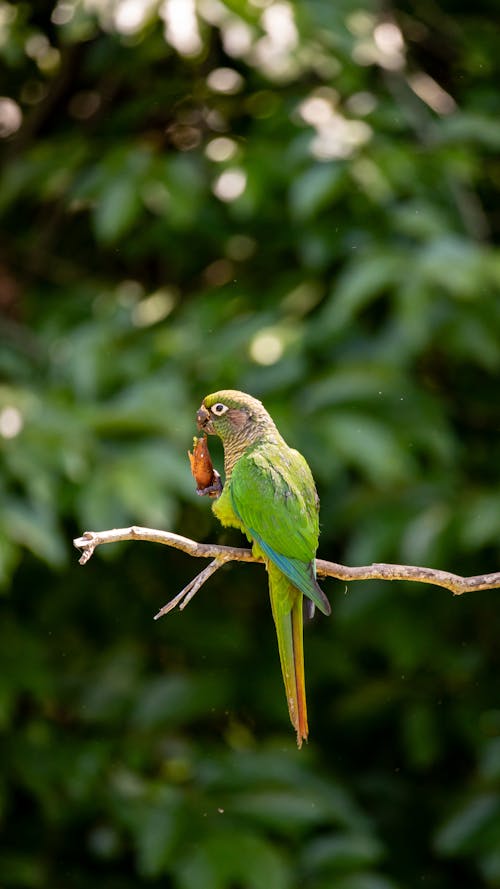 Conure Parrot on Branch