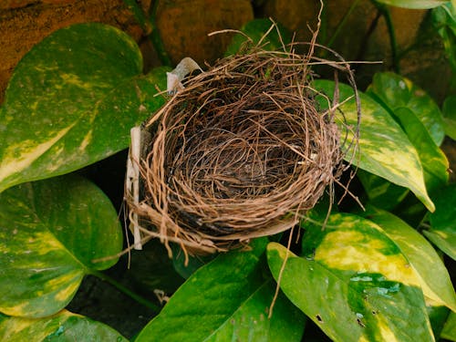 Gratis stockfoto met blauw ei, herfstblad, nest