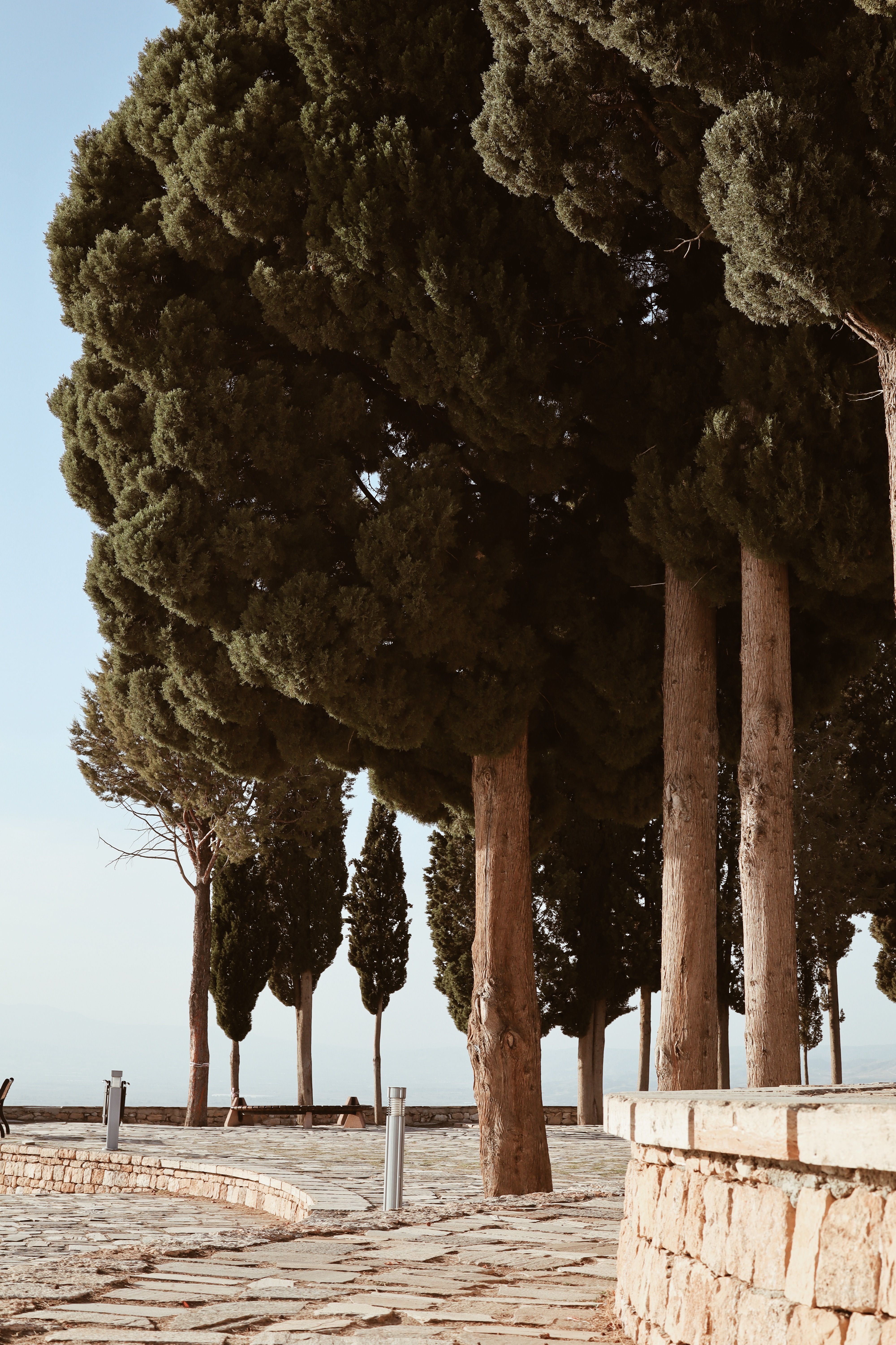 Promenade with Cypress Trees · Free Stock Photo