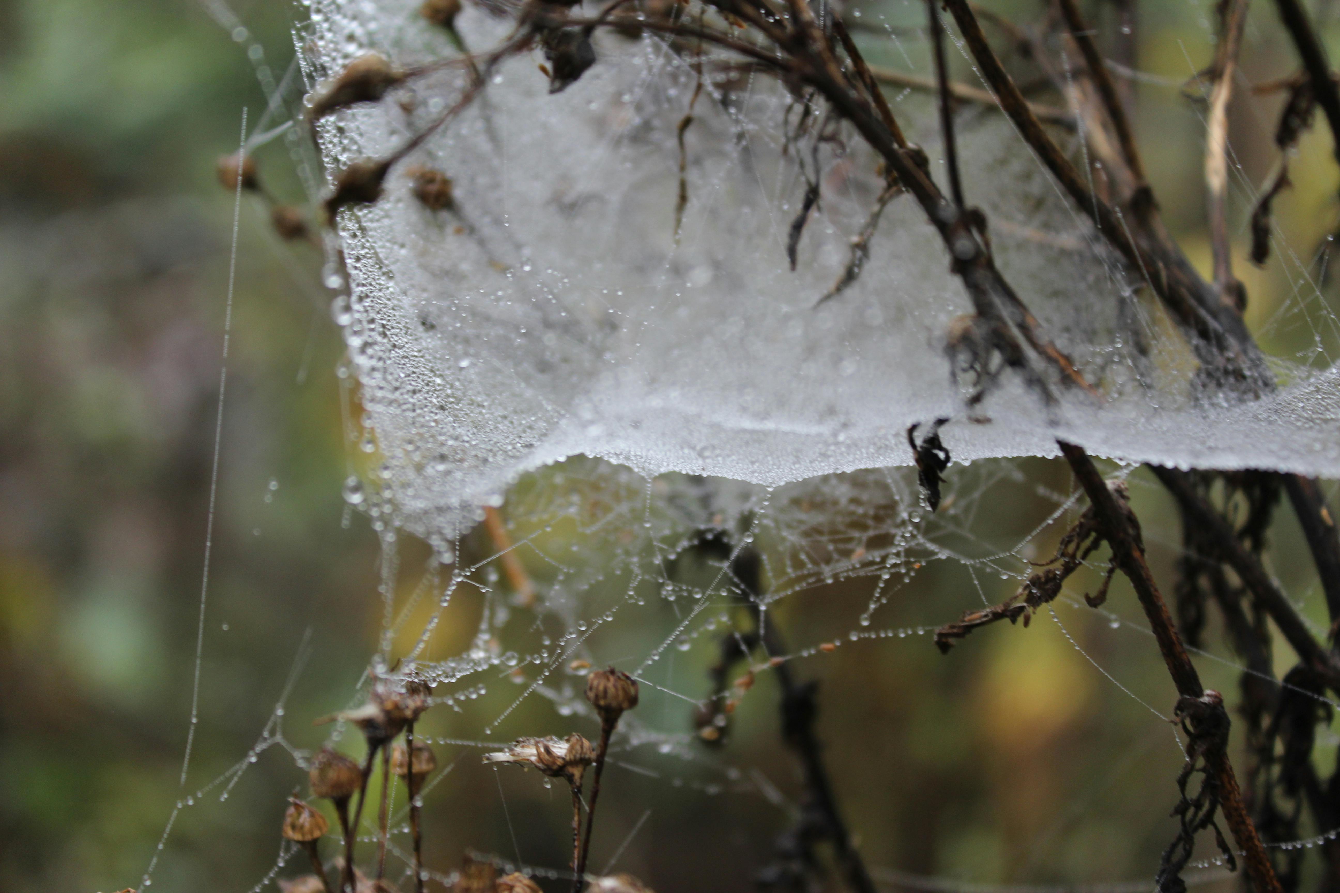 Free stock photo of cobweb, spider web