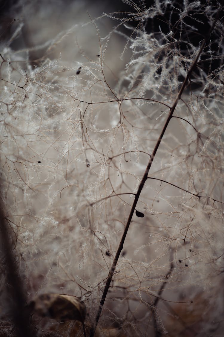 Spiderweb Over Plants