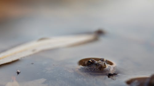 Free stock photo of frog, macro photography, marsh