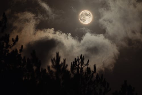Full Moon among Clouds over Forest at Night