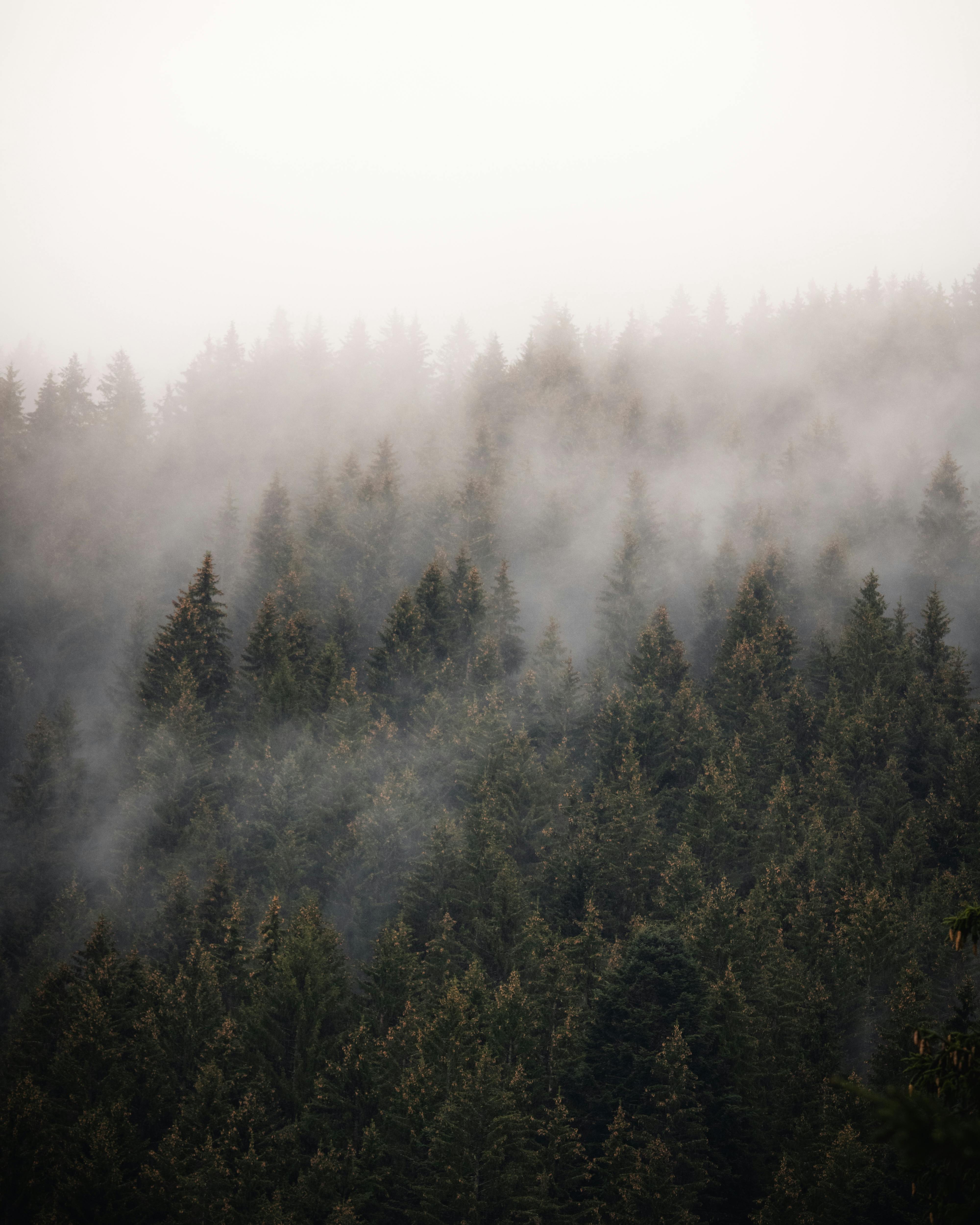 a forest covered in fog with trees in the background