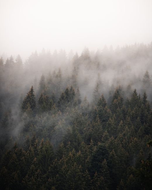 A serene misty forest with conifer trees enveloped in fog, capturing nature's autumn beauty.