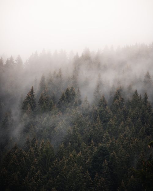Free A serene misty forest with conifer trees enveloped in fog, capturing nature's autumn beauty. Stock Photo
