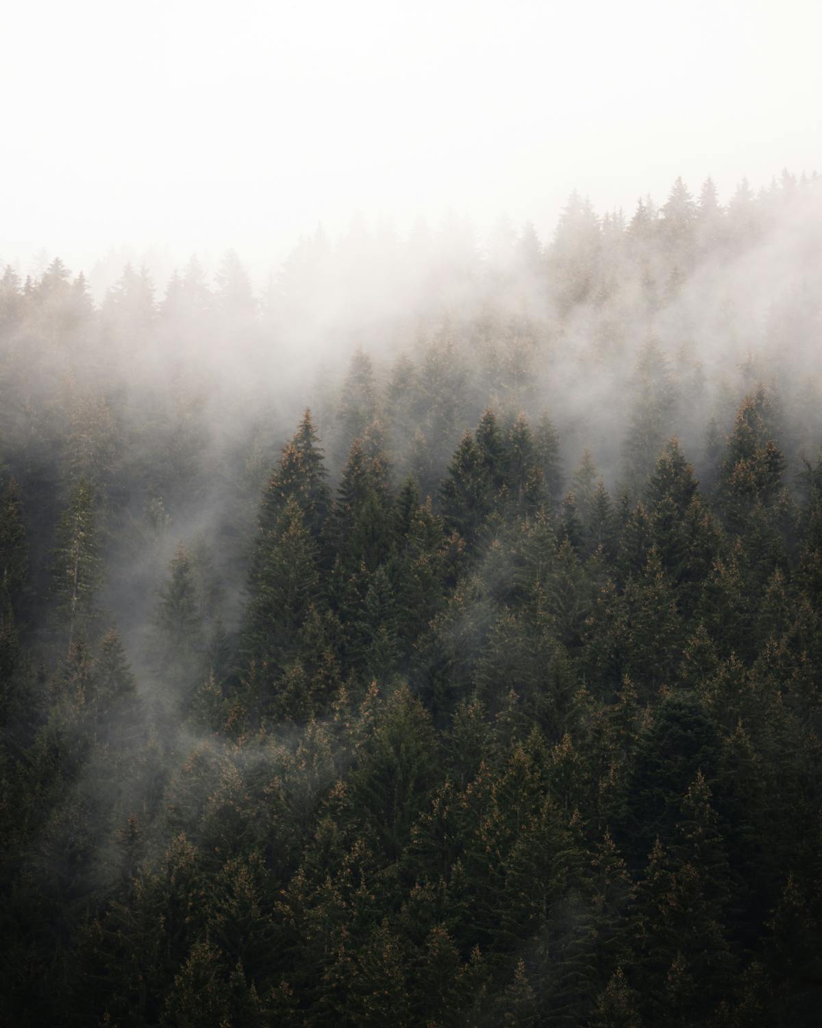 Forest Wallpaper 4k Photos, Download The BEST Free Forest Wallpaper 4k