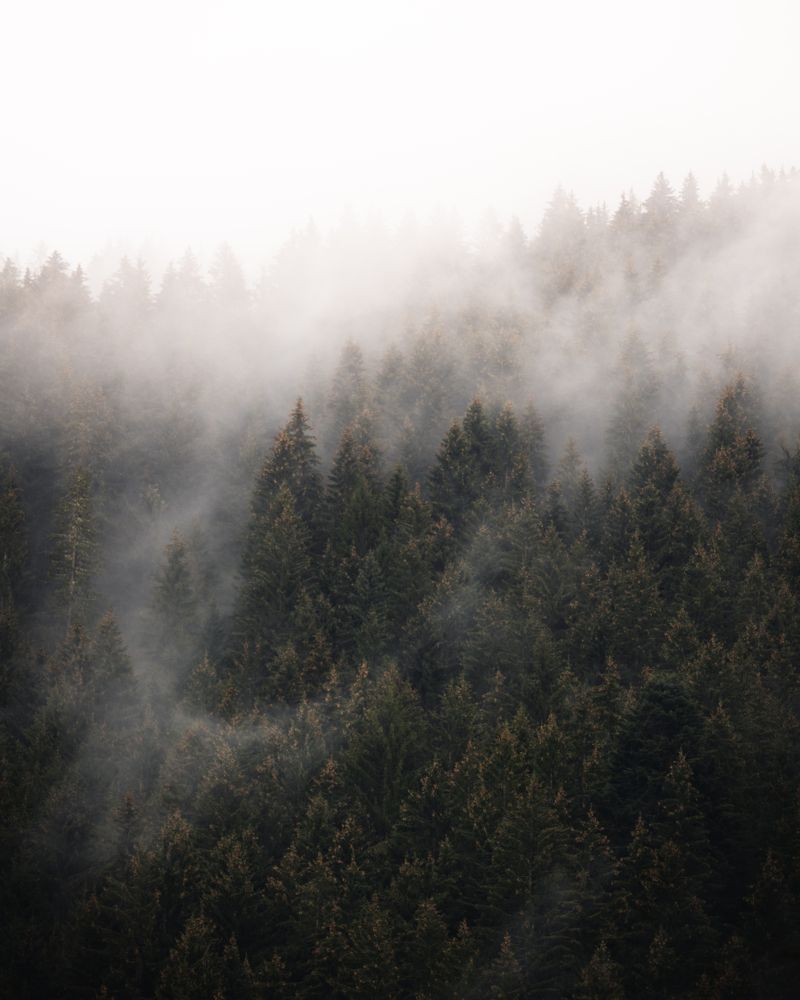 A forest covered in fog with trees in the background · Free Stock Photo
