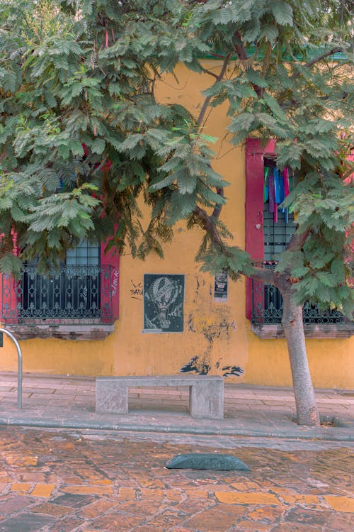 Tree and Bench near House Wall