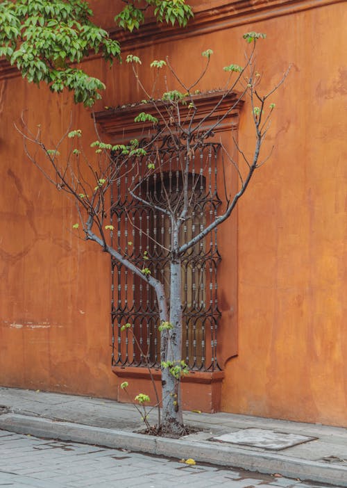 Bare Tree near Window with Bars