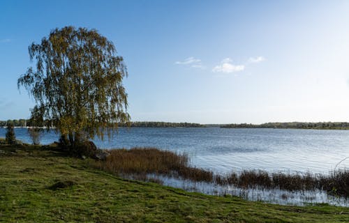 Darmowe zdjęcie z galerii z drzewa, jezioro, lakeshore