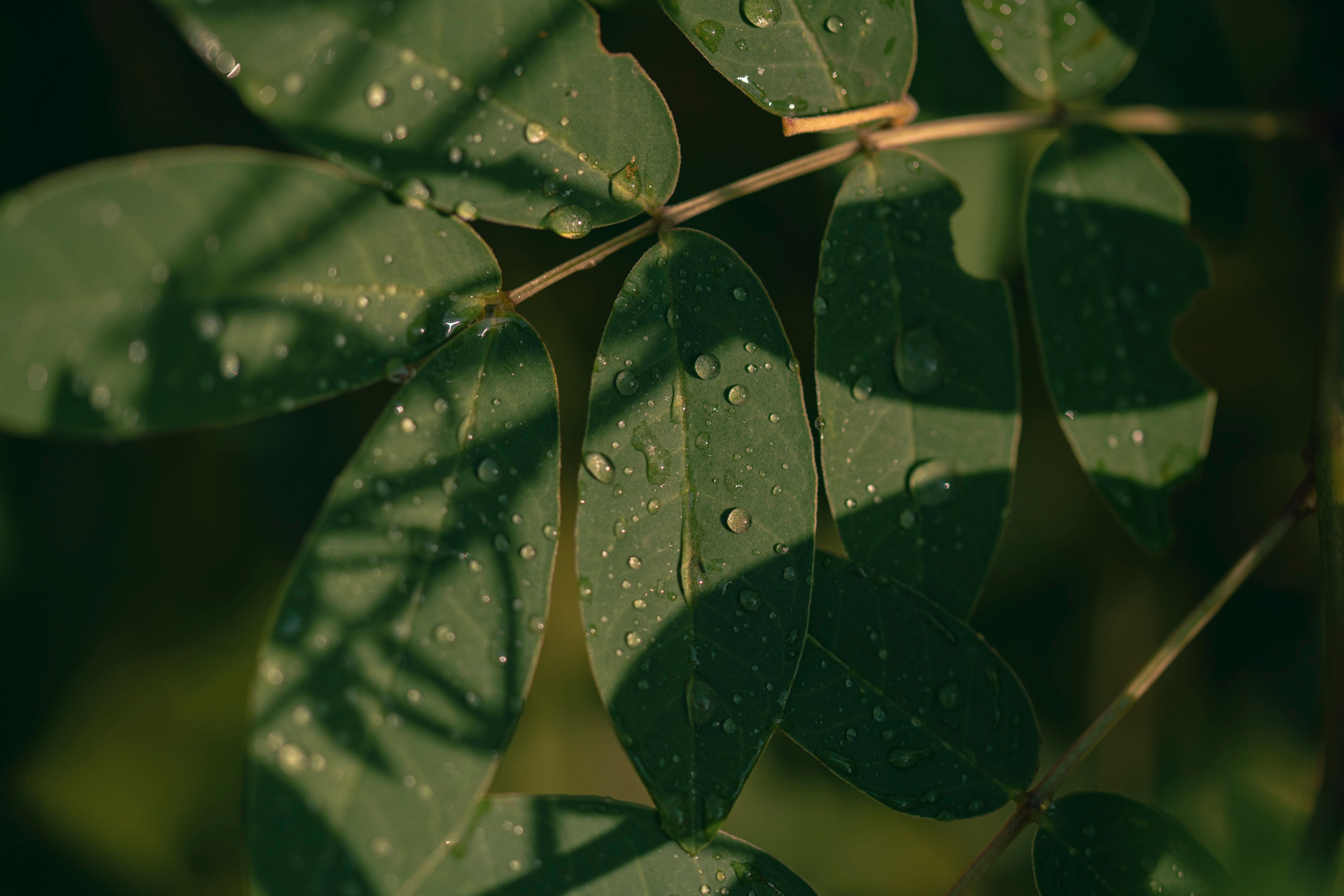 Green leaves with dew drops